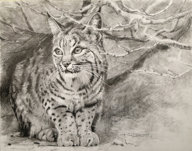 Bobcat in Graphite